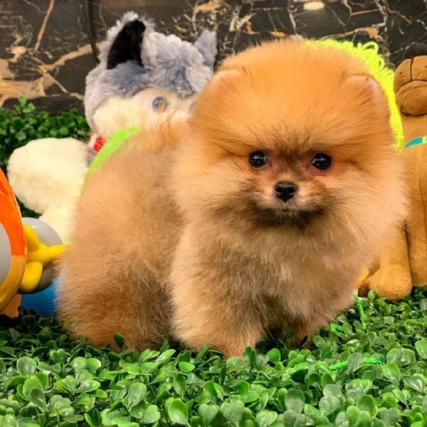 regalo volpino pomerania mini toy [at][at][at][at]((