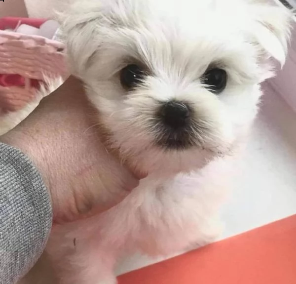 regalo maltese())))(