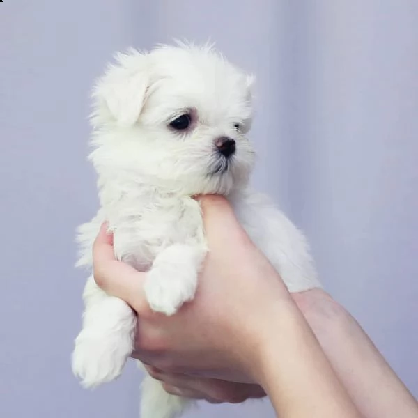 cuccioli maltesi amorevoli | Foto 0