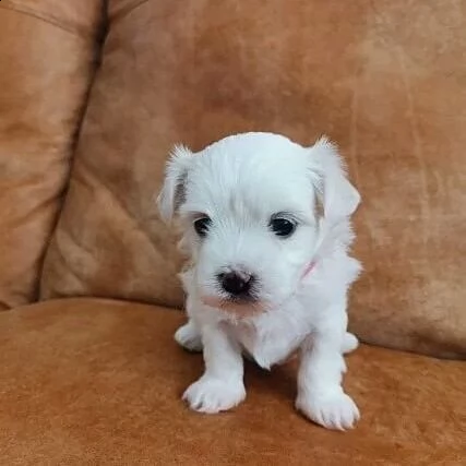 dolci cuccioli maltesi | Foto 0
