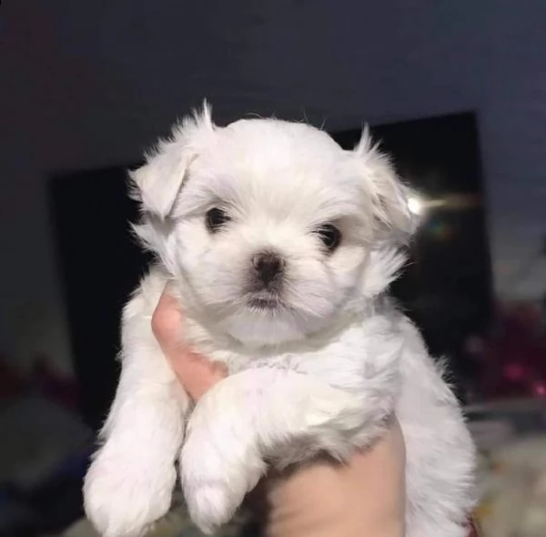 regalo maltese. nano-///// | Foto 0
