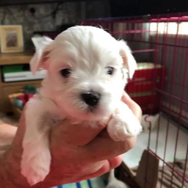 morbidi cuccioli maltesi