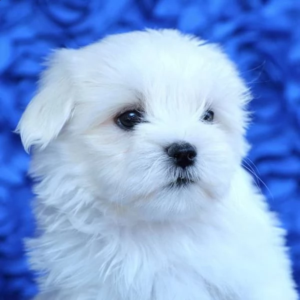 in regalo adorabili cuccioli maltesi | Foto 1