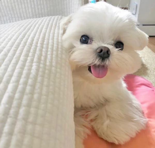 carino maltese in crescita  | Foto 0