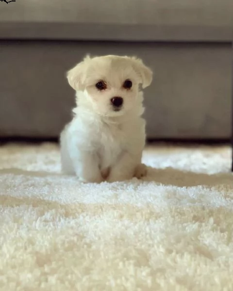 meravigliosi cuccioli maltesi in crescita | Foto 0