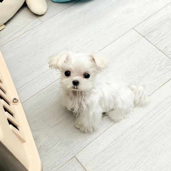 meravigliosi cuccioli maltesi in crescita