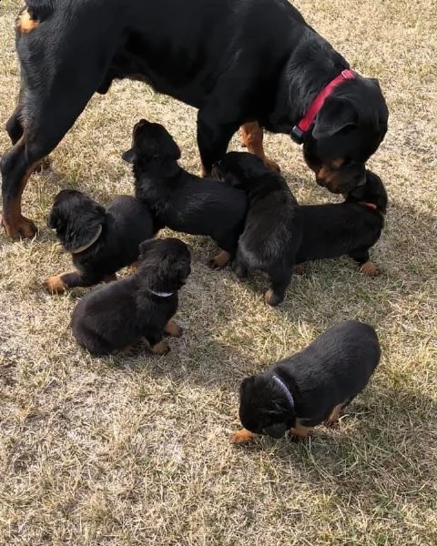 regalo cuccioli di rottweiller da privato