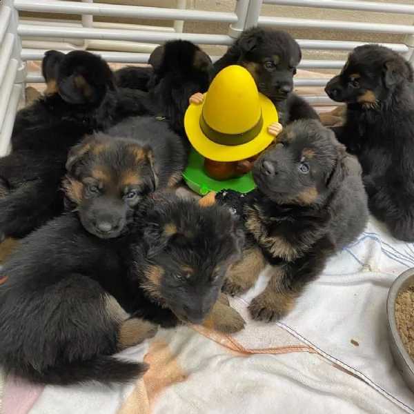 regalo cuccioli di pastore tedesco