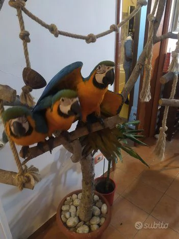 ara  araruna coppia  | Foto 0