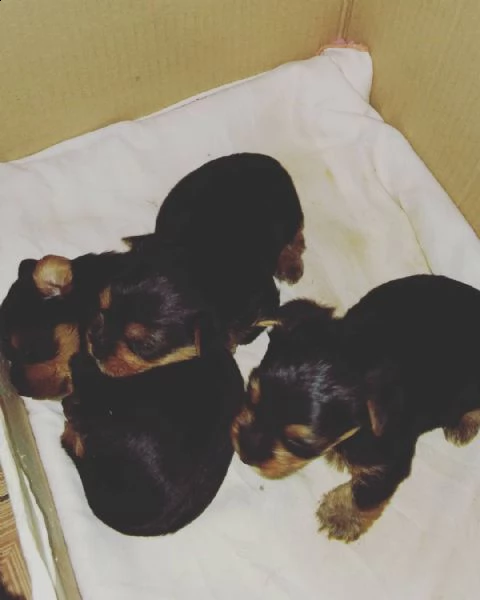 regalo cuccioli di yorkie toy
