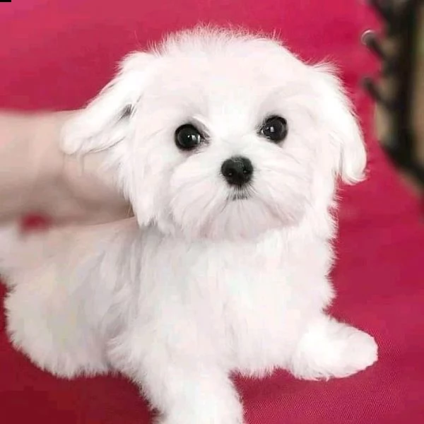 maltese mini toy