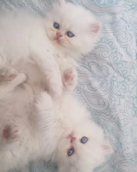 simpatici gattini persiani bianchi. | Foto 0