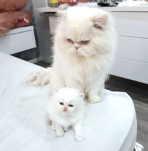 simpatici gattini persiani bianchi.