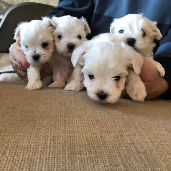 piccoli adorabili cuccioli | Foto 0