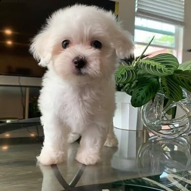 giovani bei cuccioli maltesi in crescita