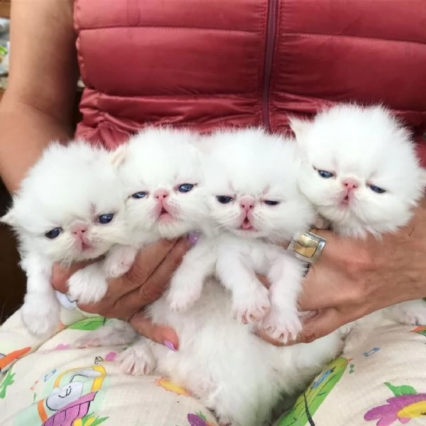 incredibili gattini persiani bianchi.  