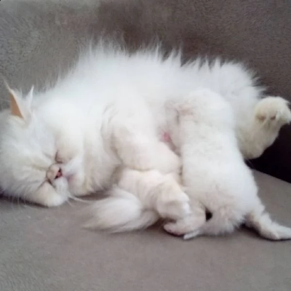 incredibili gattini persiani bianchi.   | Foto 0