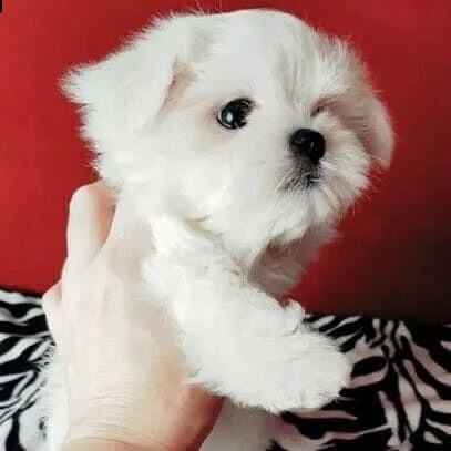 regalo maltese