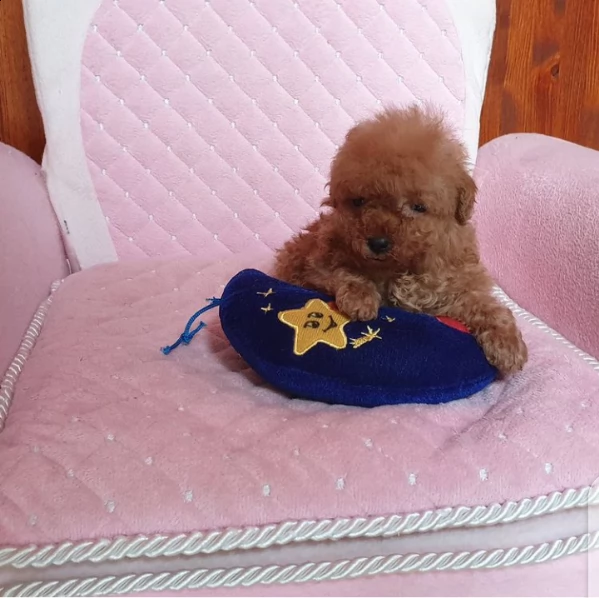 happy home barboncino puppies