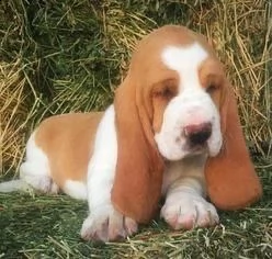   regalo cuccioli basset hound