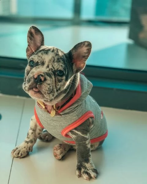 cuccioli di bulldog francese madre blu, padre marron scuro