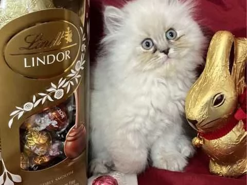 splendidi gatto razza persiano