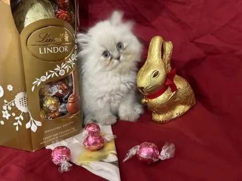 splendidi gatto razza persiano | Foto 0