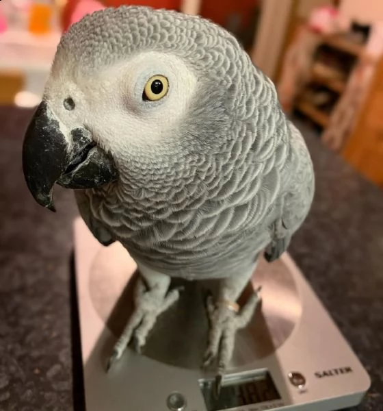 pappagallo grigio africano per adozione