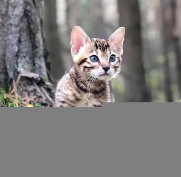 adorabili gattini bengala in adozione per informazioni contattaci al nostro indirizzo email betrandn