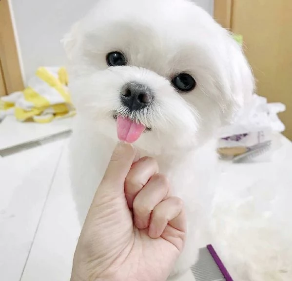 regalo maltese | Foto 0