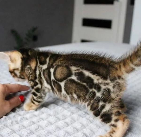 adorabili gattini bengala in adozione