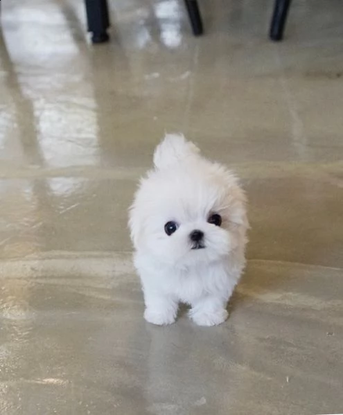 in regalo piccolo giocattolo per cuccioli maltesi