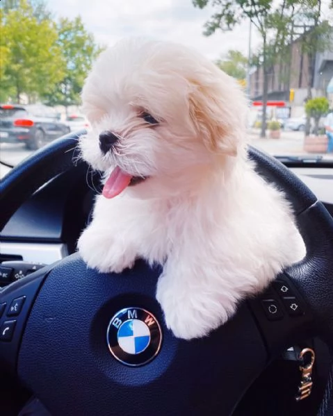  regalo maltese | Foto 0