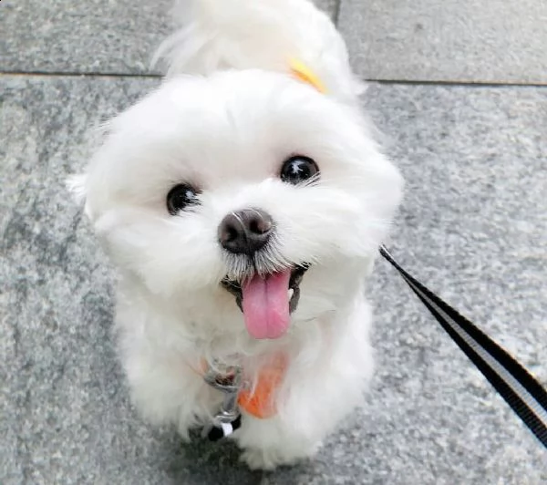 regalo maltese | Foto 0