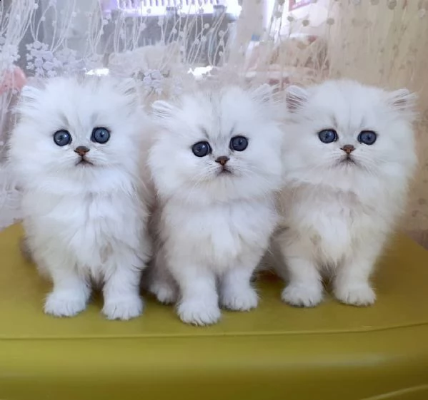 gattini persiani cincillà argento e oro. | Foto 1