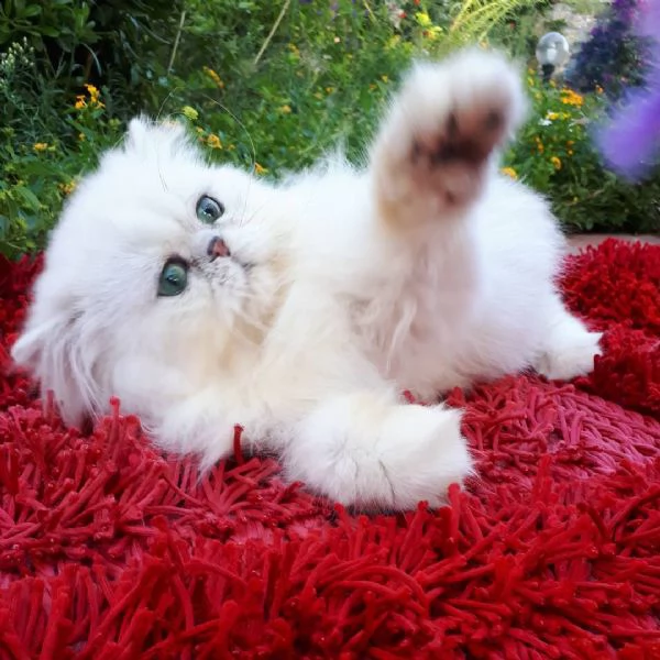 gattini persiani cincillà argento e oro. | Foto 0