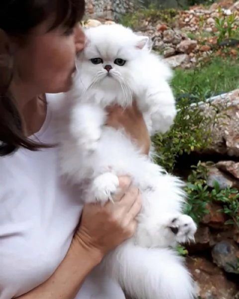 gattini persiani cincillà argento e oro.