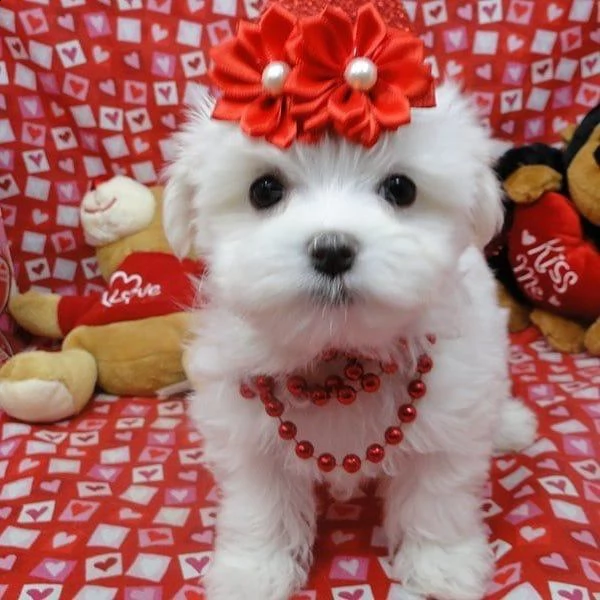 regalo maltese | Foto 0