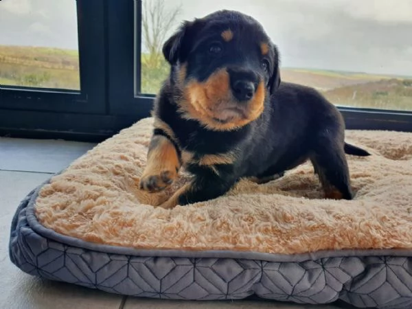 regalo cuccioli di rottweiler 1 femmine e un maschietto.