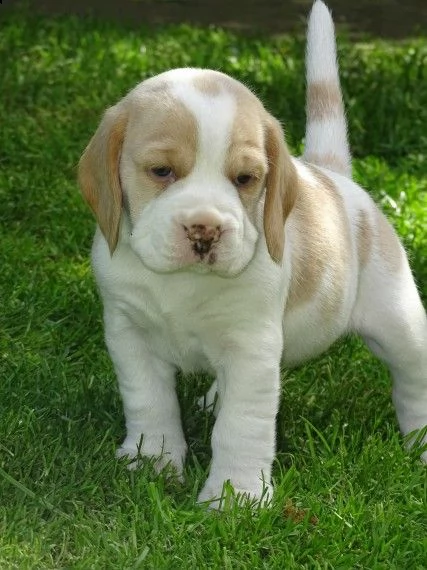  regalo cuccioli dolce e bella beagle