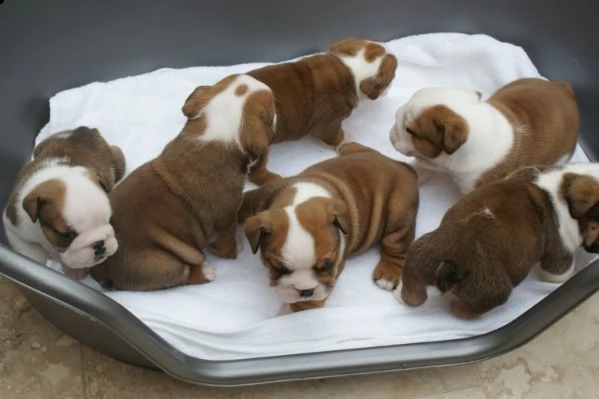 regalo bulldog inglese cuccioli disponibili...