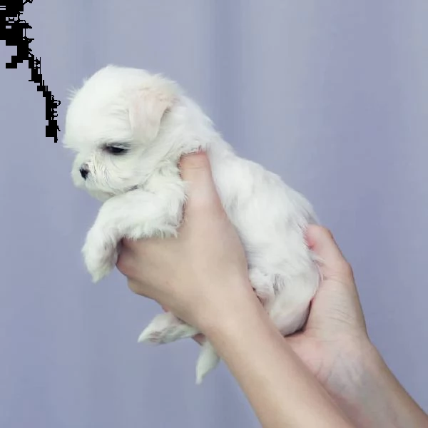 dolce piccolo maltese | Foto 0