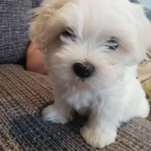 regalo maltese