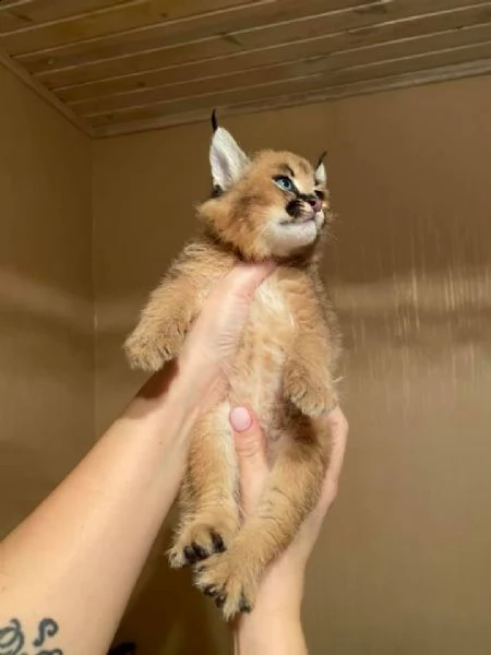 gattini serval e caracal disponibili per la vendita | Foto 6