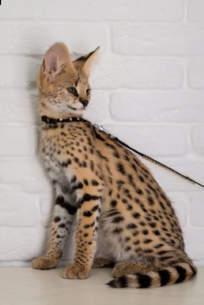 gattini serval e caracal disponibili per la vendita | Foto 4