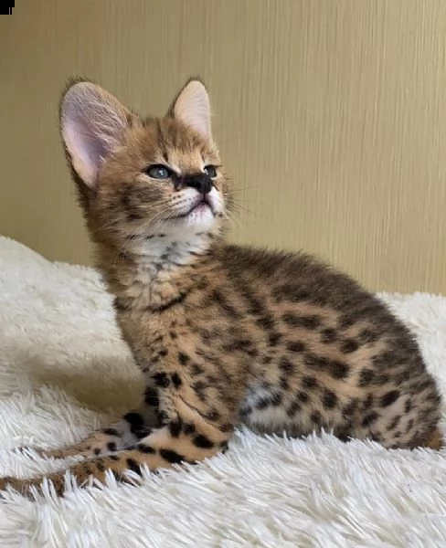 gattini serval e caracal disponibili per la vendita | Foto 3