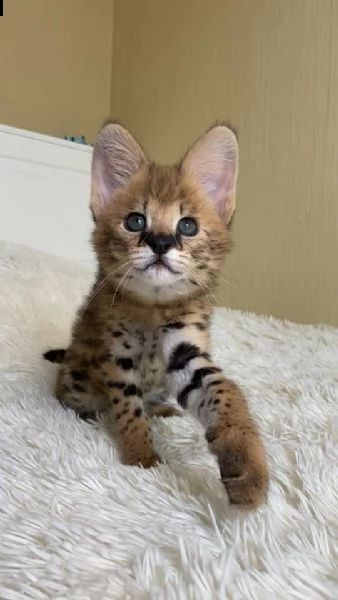 gattini serval e caracal disponibili per la vendita | Foto 2