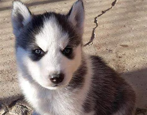cucciolo di husky siberiano bellissimo tranquillissimo e generosissimo
