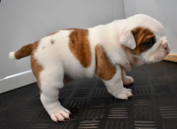 regalo bulldog inglese cuccioli disponibili....