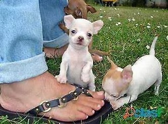 bellissimo cucciolo di chiwawa mini toy tranquillissimo sanissimo 